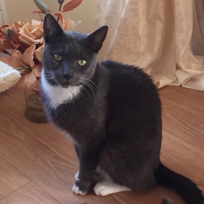 grey and white cat sitting on wooden floor