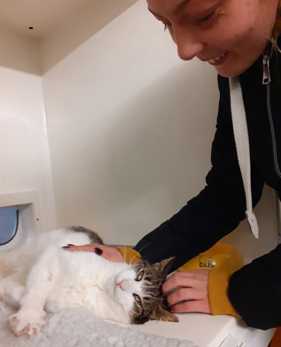 woman stroking tabby and white cat in Cats Protection pen