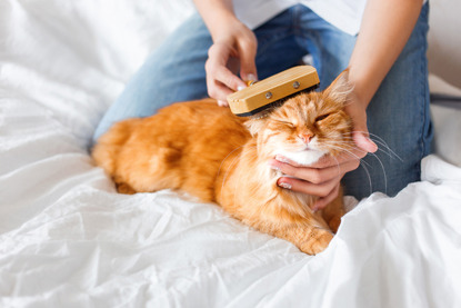 ginger cat having hair groomed