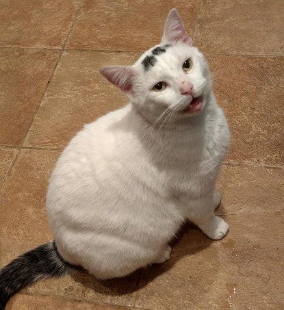 white and black cat sitting on tiled floor