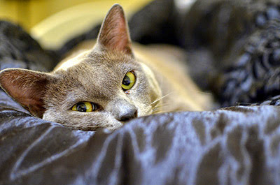 burmese cat