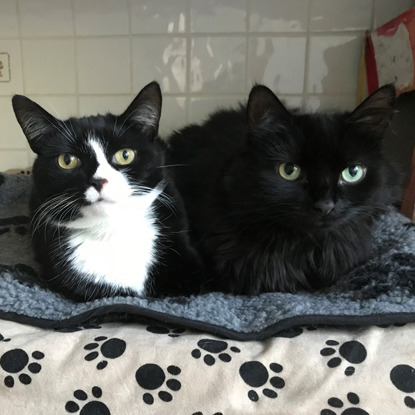 black cat with black and white cat on blanket