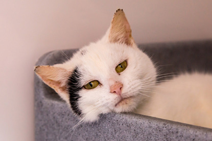 black and white cat lying in cat bed