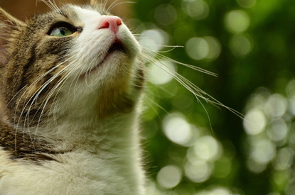 tabby and white cat looking up