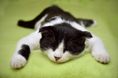 black and white cat sprawled out on floor