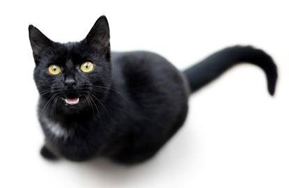 black cat meowing