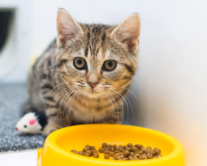 tabby cat by a pet food bowl filled with dry cat biscuits