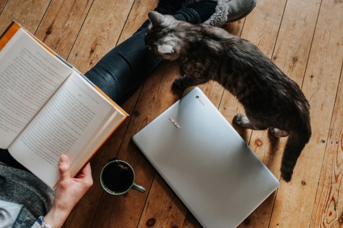 dark tabby cat next to owner with book and laptop