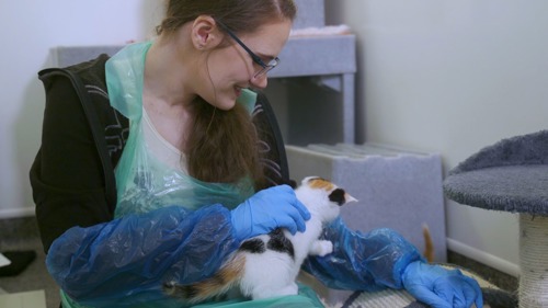 woman with glasses stroking a ginger, black and white kitten