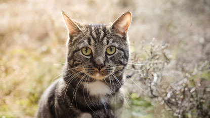 tabby cat sitting in long grass