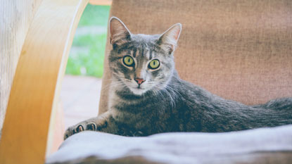 tabby cat sitting on chair