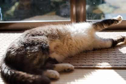 brown tabby cat lying on side and stretching out