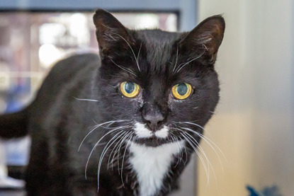 elderly black and white cat looking at camera