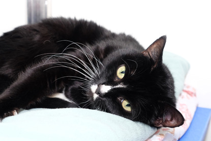 black and white cat with white moustache lying down