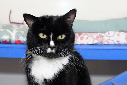 black and white cat with little white moustache