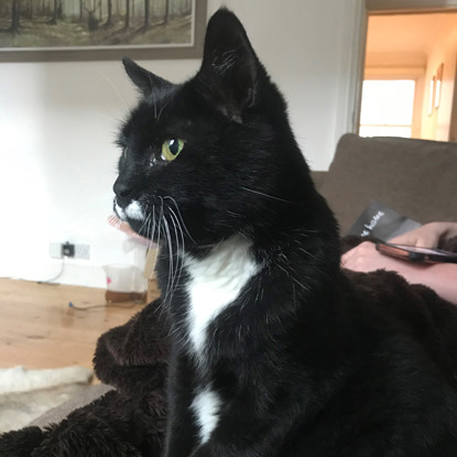 black and white cat sitting on person's lap