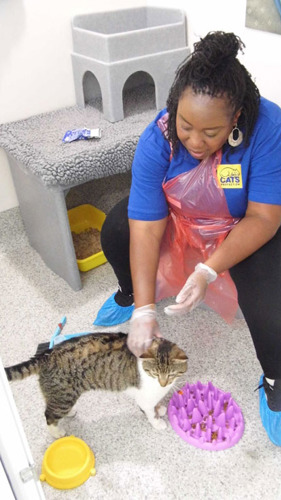 Actress Chizzy Akudolu with tabby and white cat