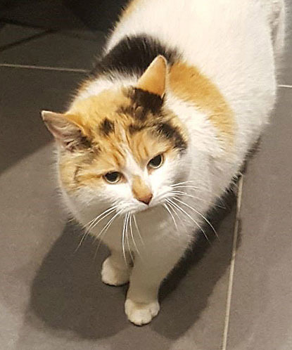 ginger, black and white cat on kitchen floor tiles