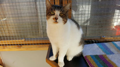 Elderly white and tabby cat in pen