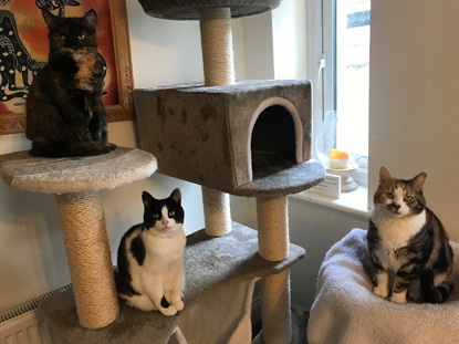 three cats sitting on a cat tree