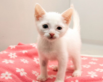 white kitten on pink blanket