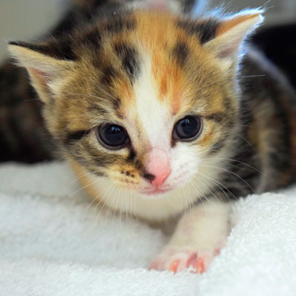 tiny tortoiseshell kitten