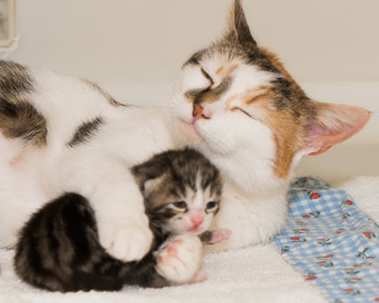 White, black and ginger queen cat holding tabby kitten