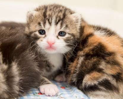 tiny tabby and white kitten