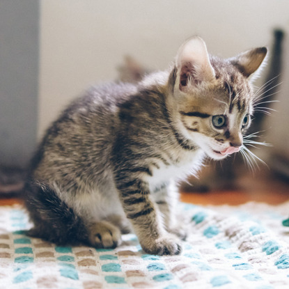 tabby kitten licking its lips