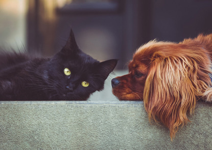 black cat and brown dog sitting on sofa together