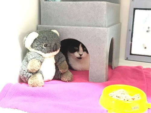 black and white cat under cat hide in rescue centre pen