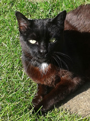 black cat lying in the sun on the grass