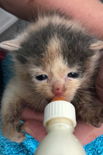 tiny tortoiseshell kitten being bottle-fed milk