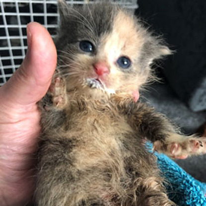 grey and ginger kitten held in hand