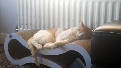 ginger and white cat asleep on horizontal scratch pad