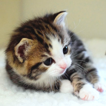 tabby and white kitten