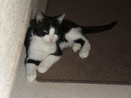 black and white cat on brown rug