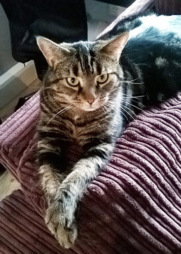 tabby cay lying on back of purple sofa