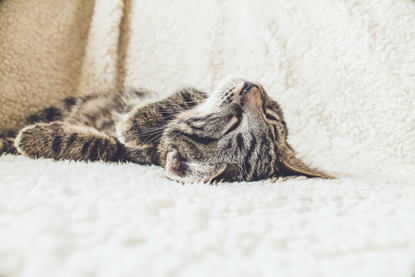 tabby cat asleep on white blanket