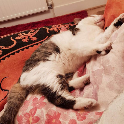 white and tabby cat lying on pink bed spread