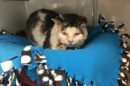 white tabby cat on blue blanket