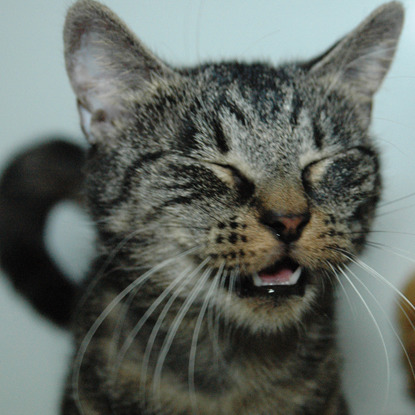 tabby cat smiling