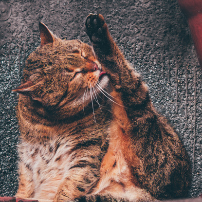 tabby cat grooming leg