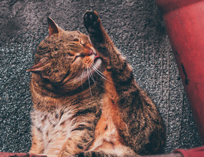 brown tabby cat grooming leg