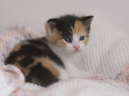 tortie kitten on white blanket