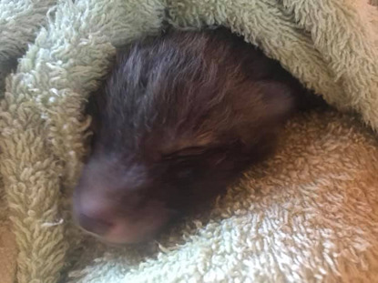 little fox cub in a towel