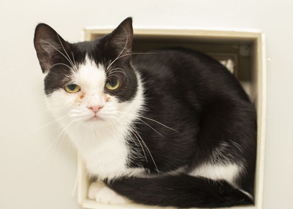 black and white cat sat in cat flap