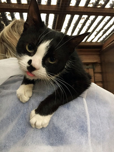 black and white sticking tongue out on someone's shoulder