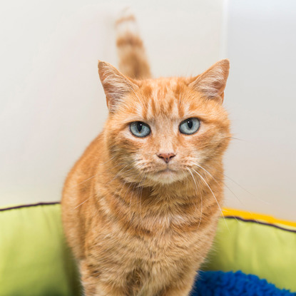 ginger cat with blue eyes