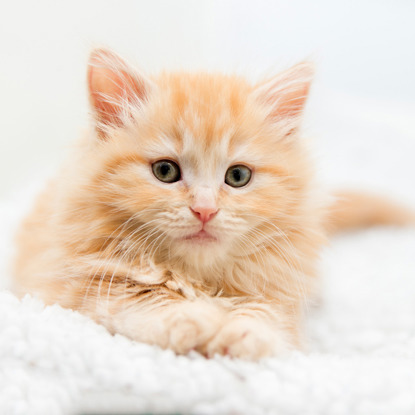 ginger kitten lying down on white blanket